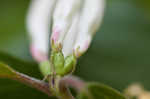 Amur honeysuckle